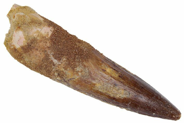 Fossil Spinosaurus Tooth - Real Dinosaur Tooth #222632